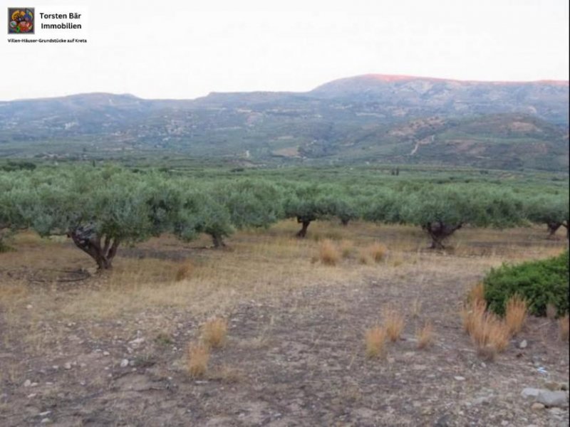 Lithines Kreta Ausgezeichneter Olivenhain in Lithines zu verkaufen Grundstück kaufen